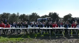 Zeytin zararlılarına karşı aktif mücadele