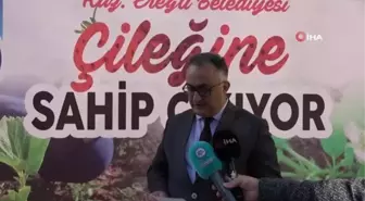 Osmanlı çileği fideleri halkla buluştu