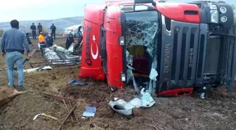 Tır şarampole devrildi, 7 hayvan telef oldu