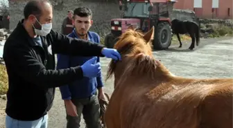 KARS'TA KÖPEK VE ATLARA MİKROÇİP TAKILIYOR