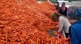 Konyalı çiftçiler havuç veriminden memnun