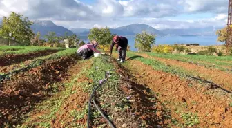 Isparta'da yetişen Safran çiçeğinin kilosu 75 bin liradan satılıyor