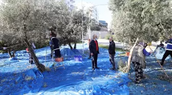 Mudanya'da kamusal alanlarda yetiştirilen zeytin hasadı başladı