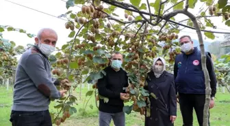 Ordu'da kivi hasadı başladı