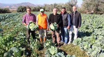 Türkiye'nin kışlık sebzesi Salihli Ovası'ndan