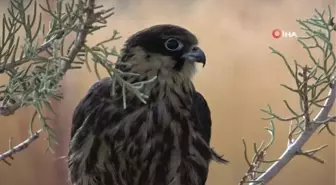 Van Gölü Havzası'ndaki yaban hayvanları doğaya kazandırıldı