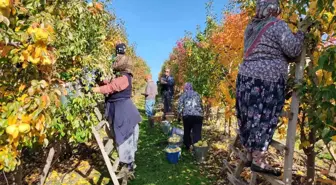 Edirne'de Deveci armudun hasadına başlandı