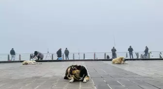 İstanbul'da yoğun sis etkili oluyor