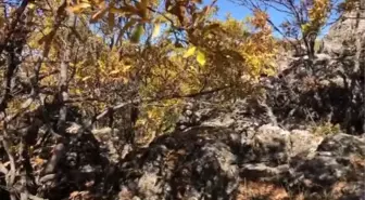 PKK'lı teröristlere ait yaşam malzemeleri ele geçirildi