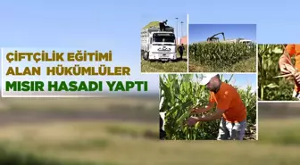 SİVEREK'TE HÜKÜMLÜLER ÜRETTİKLERİ MISIRIN HASADINI YAPTI