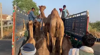 RAJASTHAN - Hindistan'da Pushkar Deve Fuarı