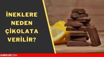 İneklere neden çikolata verilir? İnek çikolata yer mi?