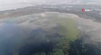 İzmir'i deniz marulu sardı