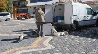 Yalıhüyük'te balıkçılık yapan vatandaş, balıklardan arta kalanlarla sokak hayvanlarını besliyor