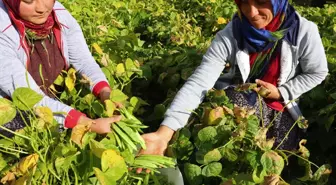 Devlet desteğiyle ekilen taze fasulye çiftçiye 1,5 milyon lira kazandırdı