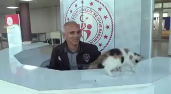 Sevimli kedi yavrusu 'Karamel' genç judocuların maskotu oldu