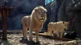 Singapur'daki hayvanat bahçelerinde korona alarmı! Belirti gösteren aslanların testi pozitif çıktı