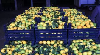 Adana'da limonun kilosu halde 25 kuruşa düştü