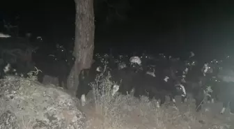 Akseki'de kaybolan 300 küçükbaş hayvan jandarma ekiplerince bulundu