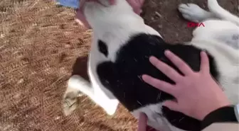 Son dakika haberi: BESLEDİKLERİ KÖPEKLERDEN BİRİNİ ÖLÜ, DİĞERİNİ YARALI BULDULAR