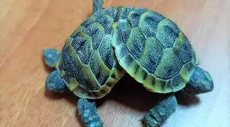 Beyaz cennette bulunan siyam ikizi kara kaplumbağaları koruma altına alındı