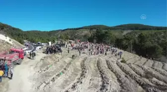 Germencik'te 1300 fidan toprakla buluştu
