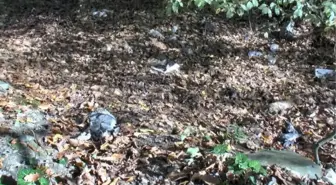 Son dakika haberi: Kemerburgaz'da korkunç manzara; yol kenarına kedi ve kuş ölüsü atıldı