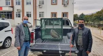 Malatya'da yaralı bulunan puhu tedaviye alındı