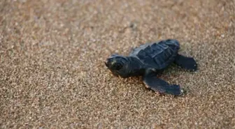 MANAVGAT'TA DENİZE ULAŞAN YAVRU CARETTA CARETTA SAYISI 2 KAT ARTTI
