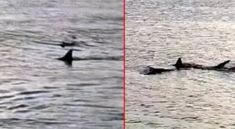 Muğla'da plajın 3 metre açığında 6 köpek balığı avlanırken görüntülendi