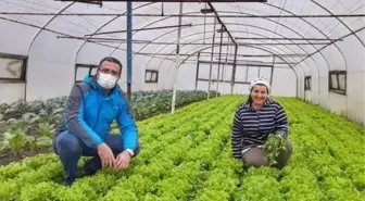 Ordu'da seracılık devlet desteğiyle yaygınlaşıyor