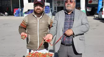 Serik'te mevsimin ilk çilek hasadı yapıldı