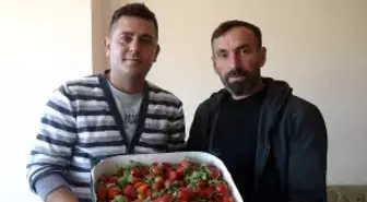 Sezonun ilk örtü altı çileği kilosu 30 liradan satıldı