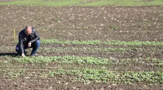 Türkiye'nin ilk yerli kolza hibrit tohum adayları toprakla buluşturuldu