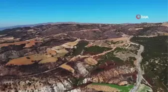 Yanan orman sahaları daha dayanıklı yeşerecek