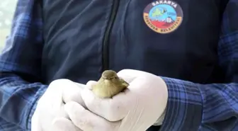 Yaralı kuşu belediyeye teslim etti