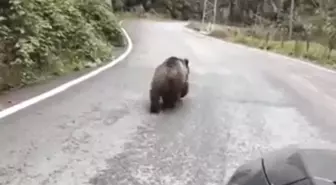 Yavru ayı karayolunda araçlara aldırış etmeden böyle yürüdü