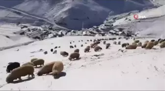 Bayburt - Trabzon sınırındaki köyler kar beyaz