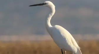 Son dakika haberleri | Kuş cenneti Bafa Gölü'nde sular çekiliyor