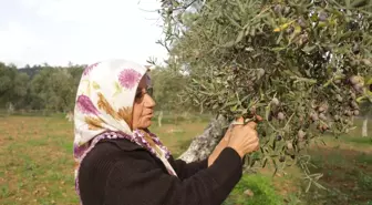 7. Milas Zeytin Hasat Şenliği başladı