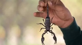 Mısır'da akrep istilası! Fırtına etkisiyle kente sürüklendiler: 450 kişi saldırısına uğradı, ölenler var