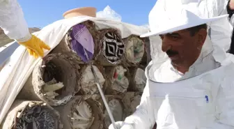 Terörden temizlenen Çemikari Yaylasında bal hasadı yapıldı