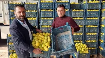 Kilosu 25 kuruşa kadar düştü! Kasanın fiyatı içindeki limonu geçti