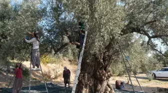 Zeytin hasadı başladı