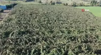 Sinop'ta 22 dönüm arazi üzerinde kivi hasadı