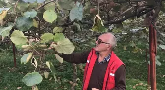 Yağlıdere'de kivi hasadına başlandı