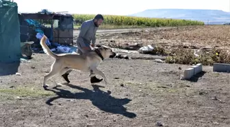 Çobanların vazgeçilmezi 'Guregh' cinsi köpekler Şanlıurfa'da yetiştiriliyor