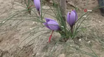 Edirne'de ekim alanı yaygınlaşan safranın hasadı yapıldı