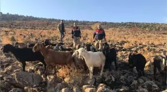 Kaybolan küçükbaş sürüsü, dronla bulundu