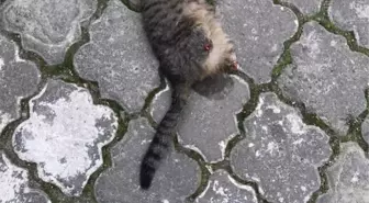 Turgutlu'da seri kedi katili aranıyor